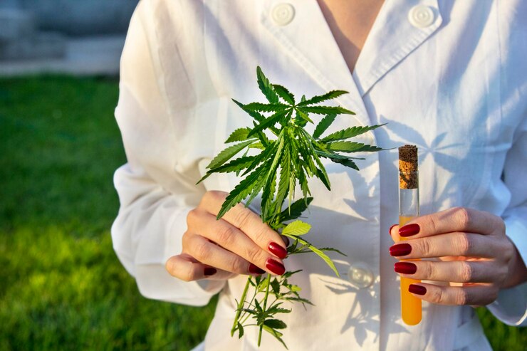 Lecznicza Marihuana: Korzyści, Zastosowania i Wyzwania 